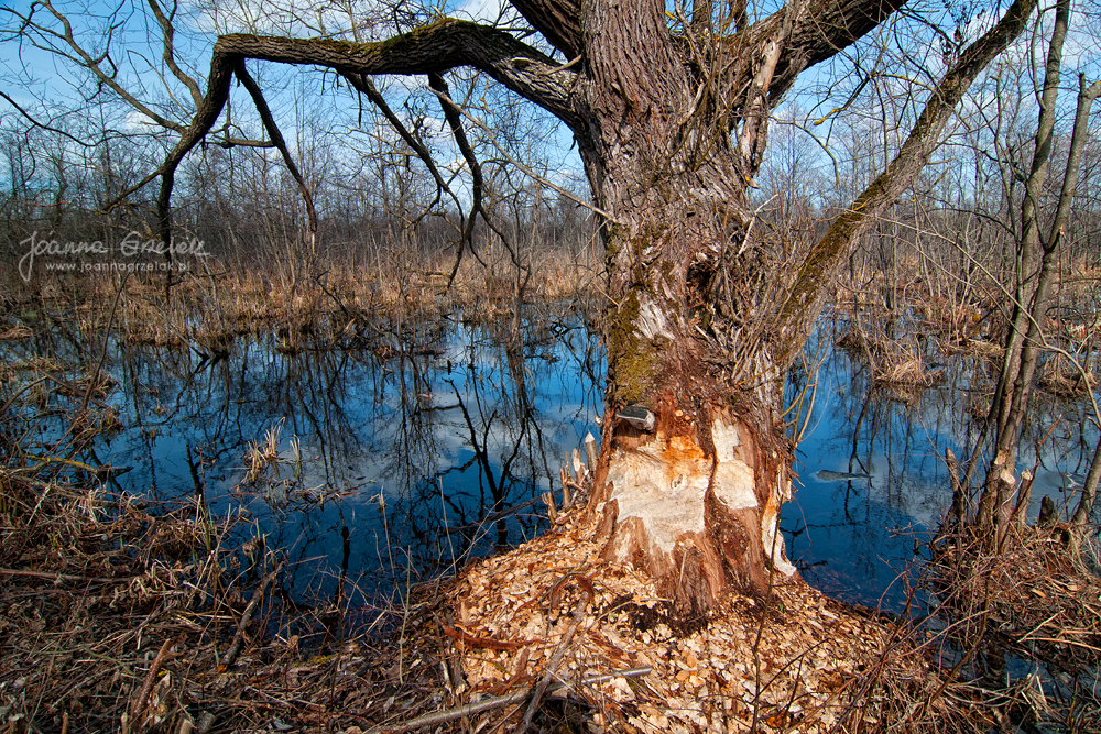 032_Biebrza - kwiecien 2013.jpg